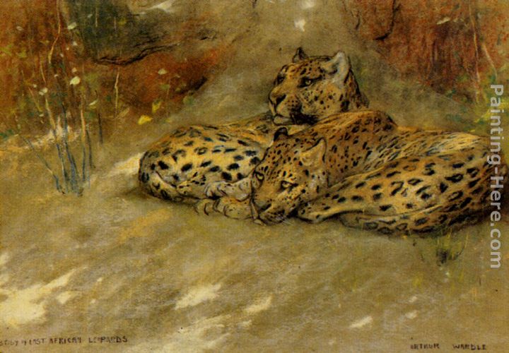 Study Of East African Leopards painting - Arthur Wardle Study Of East African Leopards art painting